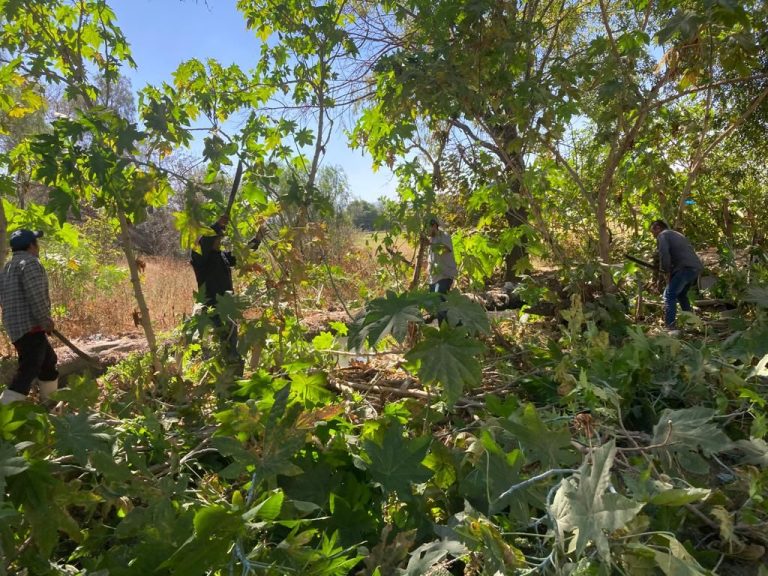 LA DIRECCIÓN DE FOMENTO AGROPECUARIO DE SOLEDAD DE GRACIANO SÁNCHEZ REALIZA LIMPIEZA DE CANALONES