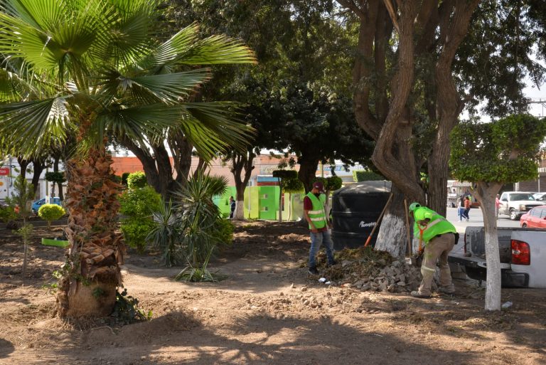 ALCALDESA SOLEDENSE SUPERVISA LOS TRABAJOS QUE SE REALIZAN EN EL JARDÍN PRINCIPAL DEL MUNICIPIO